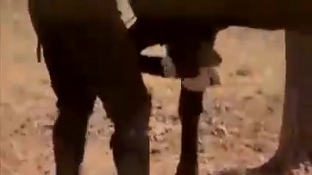 Адыгэш смотреть онлайн