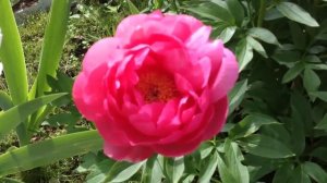 Самые красивые пионы_Вероника Поливкина.mp4