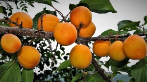 Как Правильно Посадить Абрикос Саженец/100% Плодоношение/Посадка Абрикоса в "Холмик"/1 часть/(0+)