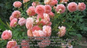 Роза Джубили Селебрейшн