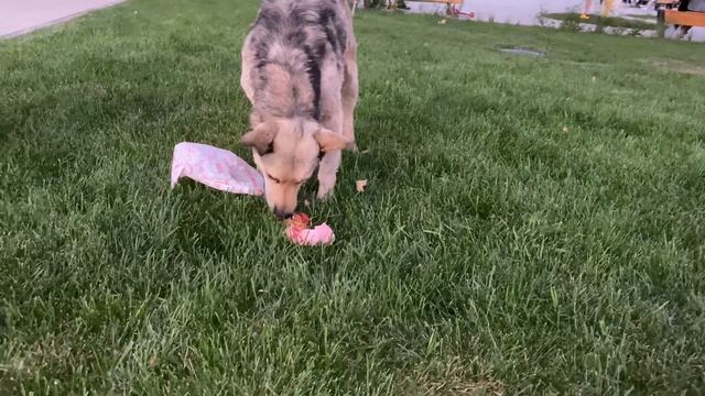 СОБАКА ЕСТ СОБАКУ! смотреть онлайн