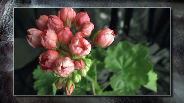 Joe Cocker. Timelapse Pelargonium. смотреть онлайн