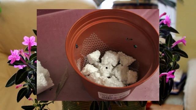 Что положить на дно горшка, чтобы растения росли как на дрожжах? смотреть онлайн