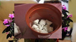 Что положить на дно горшка, чтобы растения росли как на дрожжах?