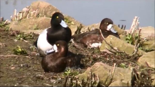 Морская чернеть - Aythya marila смотреть онлайн