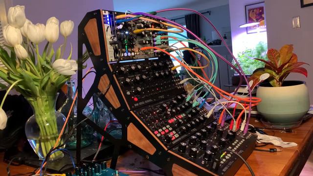 “Codiaeum Variegatum” Garden Croton | Moog Trinity X Instruo