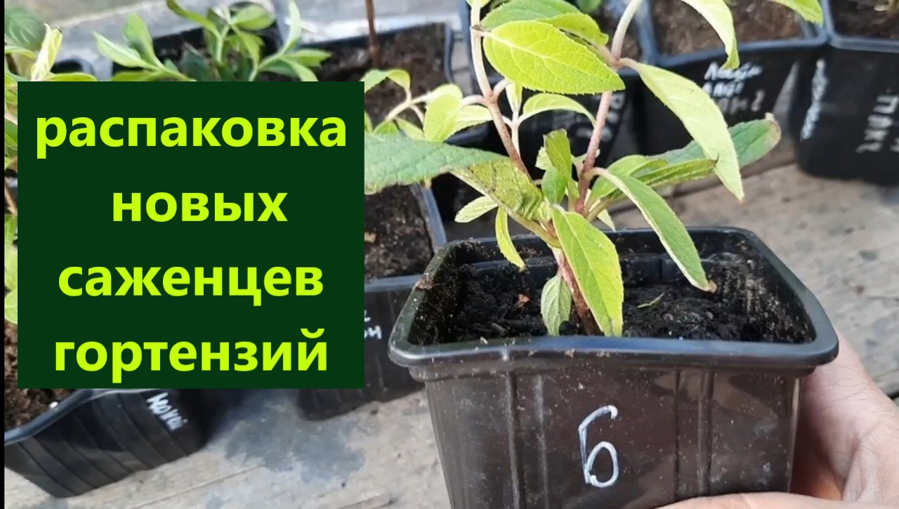 Распаковка новых саженцев гортензий. Посылка с канала Хочешь быть счастливой Выращивай цветы.Всем п смотреть онлайн