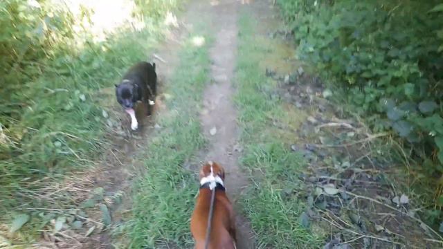 Щенок стаффордширский бультерьер и страх перед водой. Стаффбуль напугал своим "грозным видом" смотреть онлайн