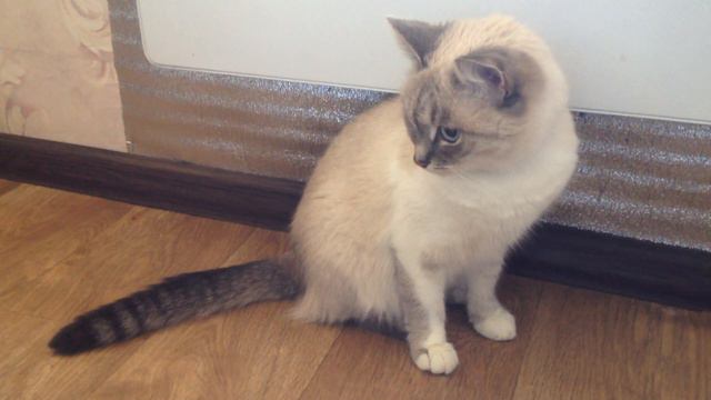 КОШКА МУСЯ ЗАДУМЧИВО ГРЕЕТСЯ У РАДИАТОРА! смотреть онлайн