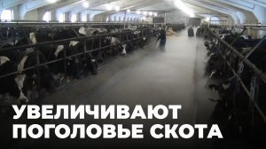 Как в Новосибирской области поднимают животноводчество