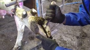 Обрезка копыт коровам при болезни Мортелларо