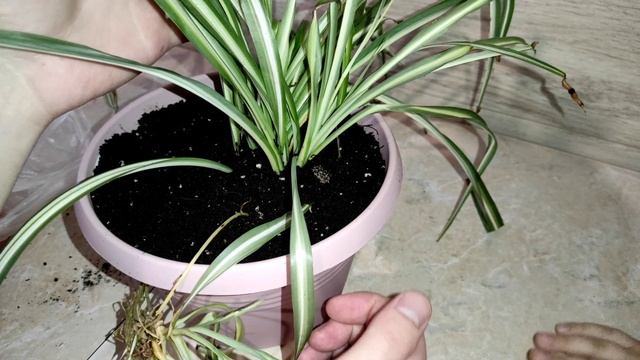 ПОСАДКА ХЛОРОФИТУМА. СОВЕТЫ ПО РАЗМНОЖЕНИЮ ХЛОРОФИТУМА В ДОМАШНИХ УСЛОВИЯХ