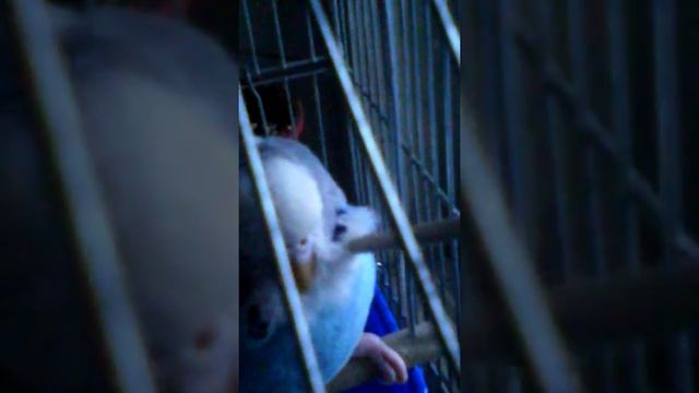 Чешу волнистого попугая Машу смотреть онлайн