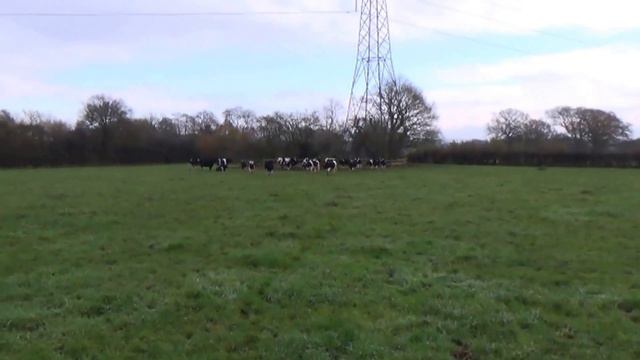 moving stubborn heifers to fresh grazing смотреть онлайн