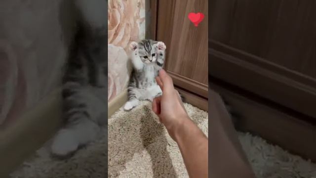 жизнь домашних животных смотреть онлайн