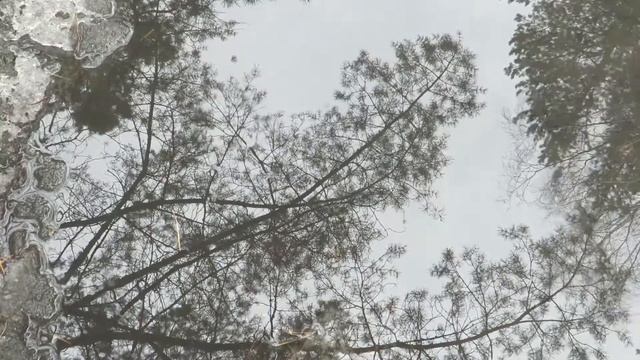 Отражение в луже, вода как зеркало, reflection in a puddle, water as a mirror смотреть онлайн