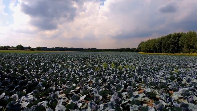 Meerbusch - Lank Latum (Germany, NRW) In 4K