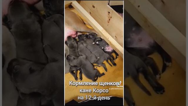 Кормление щенков кане корсо на 2-й и 12-й день. О-помет смотреть онлайн