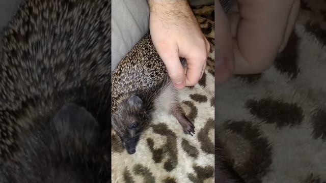 Вечерний массаж ёжика смотреть онлайн