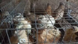 Как кричат перепела (самцы)