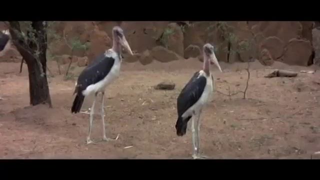 Марупа -Пьянящее Дерево Африки смотреть онлайн