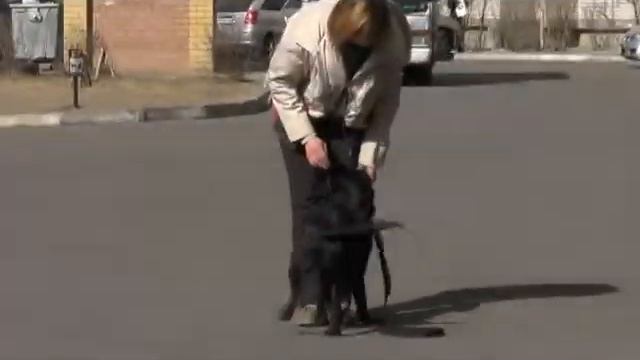 Школа дрессировки собак DOGSchool. Дрессировка "под ключ".Начало обучения. смотреть онлайн