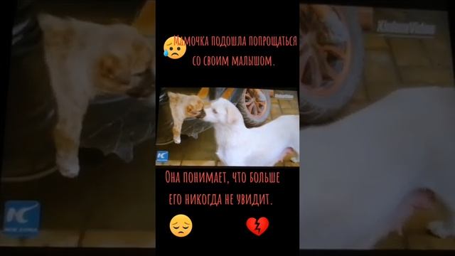 Мамочка пришла попрощаться со своим малышом смотреть онлайн