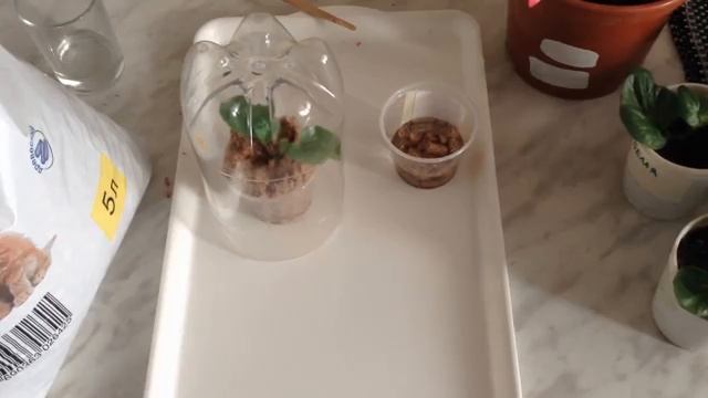 Бегония однолетняя. Размножение черенками.mp4 смотреть онлайн