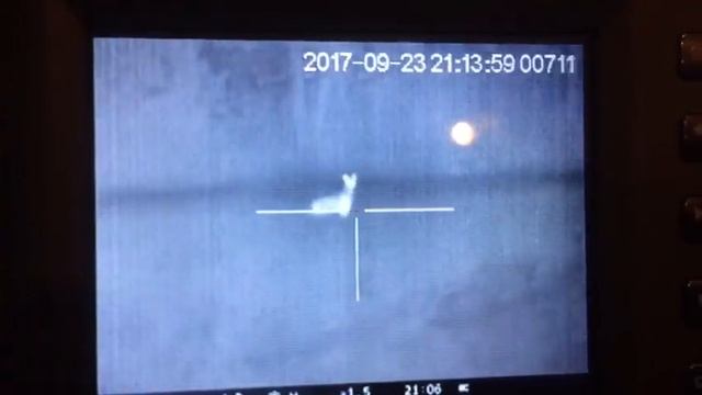 Отстрел раненного бегущего шакала из тепловизора ночью смотреть онлайн