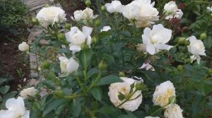 РОЗЫ флорибунды КРЕМ АБАНДЕНС Блю Иден