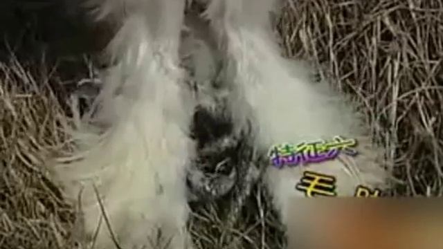 Китайские шелковые куры. Породные признаки. смотреть онлайн