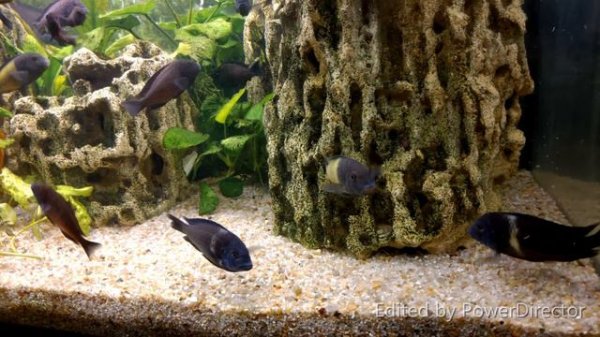 Tropheus moorii Ikola Kaizer