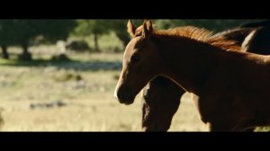 Восточный ветер 3: Наследие Оры/ драма, приключения, семейный, спорт