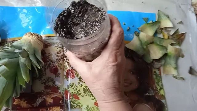 Как посадить корону ананаса, не очень свежую и ждать положительный результат!? смотреть онлайн