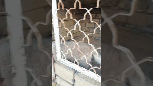 кавказская овчарка АА смотреть онлайн