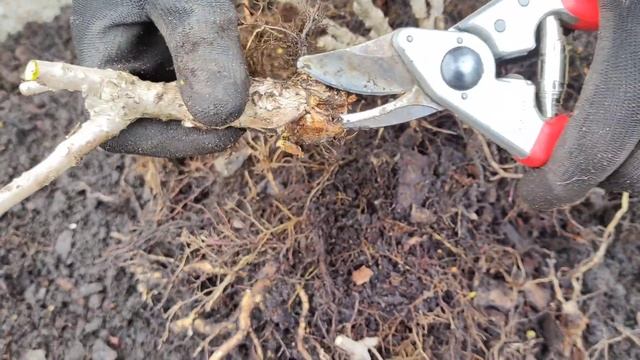 ?? Волотиста гортензія Bombshell. Врятуємо чи викинемо? смотреть онлайн