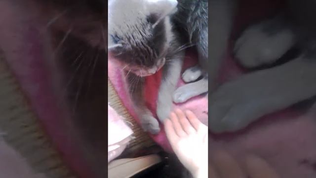 Дай пять алиса смотреть онлайн