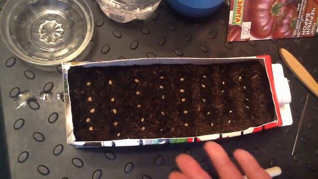 ТОМАТЫ !!! Правильный посев ТОМАТОВ сухими семенами ! смотреть онлайн