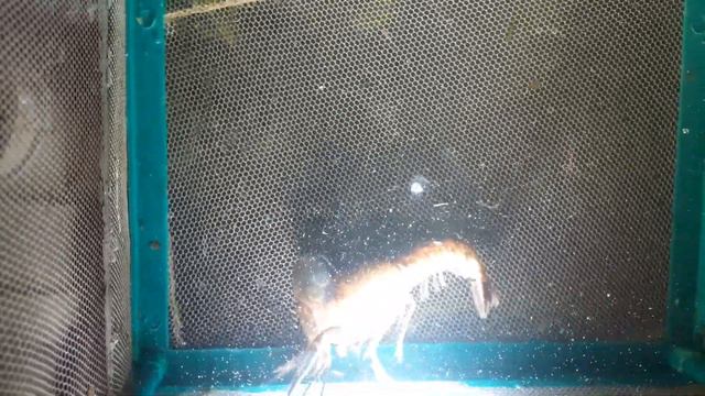 Рак АККР который не смог самостоятельно полинять. обязательно надо помочь. смотреть онлайн