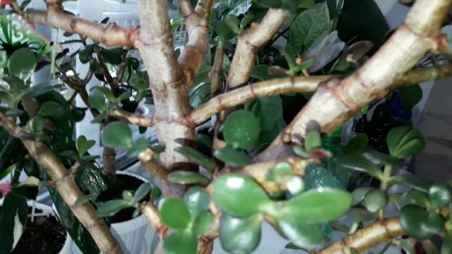 КОМНАТНЫЕ ЦВЕТЫ.ЦВЕТОЧНЫЕ ДЕЛА.