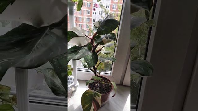 Филодендрон White Knight Белый Рыцарь смотреть онлайн