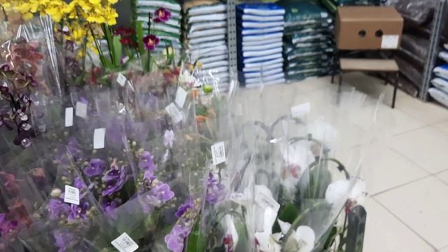 ОБЗОР ОРХИДЕЙ В МАГАЗИНАХ "РОСТОК"/02.05.23/ смотреть онлайн