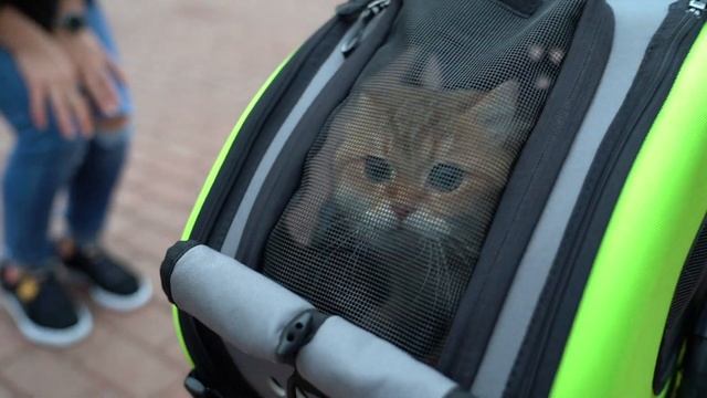 Hosico_Cat gets cozy with FS1009 Multifunction Pet Carrier Stroller 5 in 1 | IBIYAYA смотреть онлайн