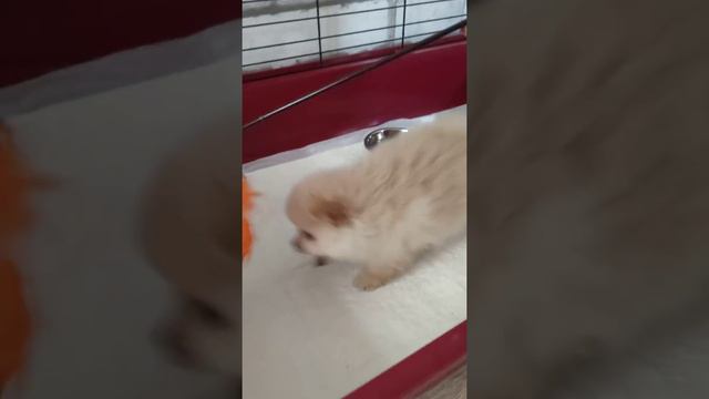 Мини шпиц Оливка❤️ смотреть онлайн