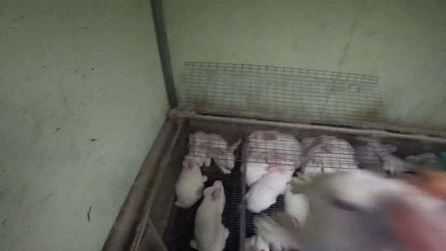 РАССАДКА КРОЛИКОВ. КАК ОПРЕДЕЛЯЮ ПОЛ КРОЛИКОВ? смотреть онлайн