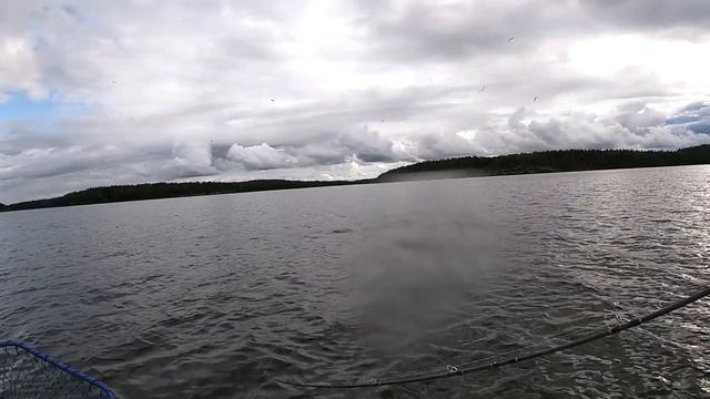 Трофейные окуни на поппер! Кайф!!! Rapala Skitter Pop. смотреть онлайн
