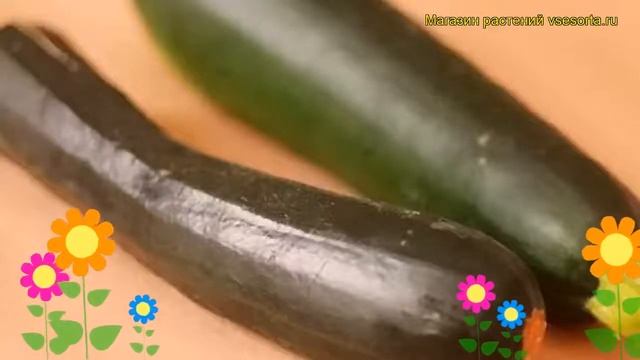 Кабачок обыкновенный Кандела. Краткий обзор, описание характеристик, где купить саженцы Kandela смотреть онлайн