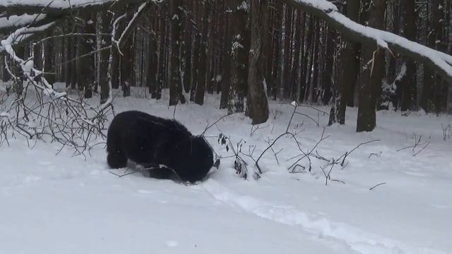 синий туман, снеговое раздолье смотреть онлайн