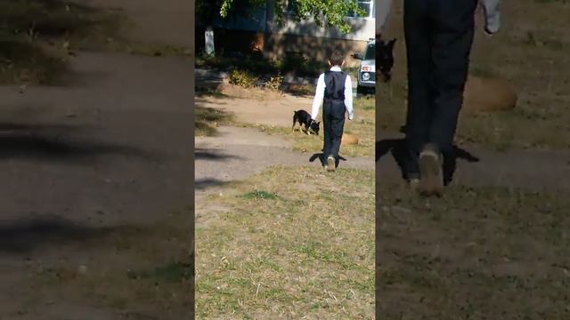 Собака гавкает на друга смотреть онлайн