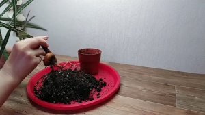 БУТЫЛОЧНОЕ ДЕРЕВО БРАХИХИТОН * ПЕРЕСАДКА И ОБРЕЗКА.